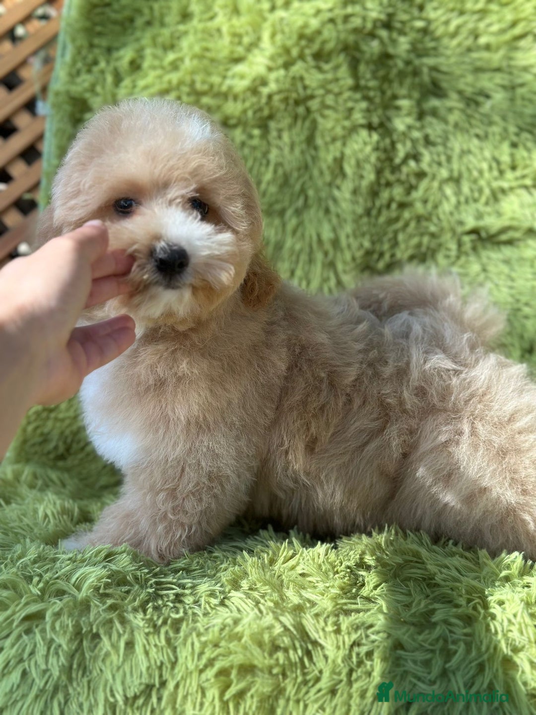Maltipoo perros en venta: Maltipoo f2 - Imagen 7