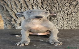 Pequeño Lebrel Italiano perros en venta: Piccolo Italiano - Imagen 1