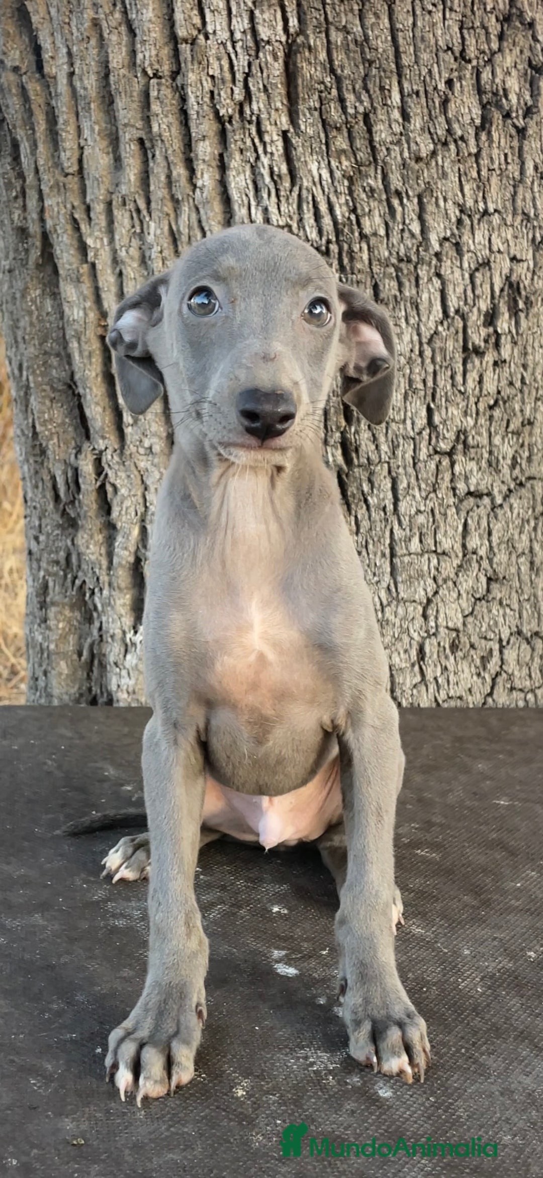 Pequeño Lebrel Italiano perros en venta: Piccolo Italiano - Imagen 1