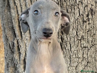 Pequeño Lebrel Italiano perros - Anuncio 1