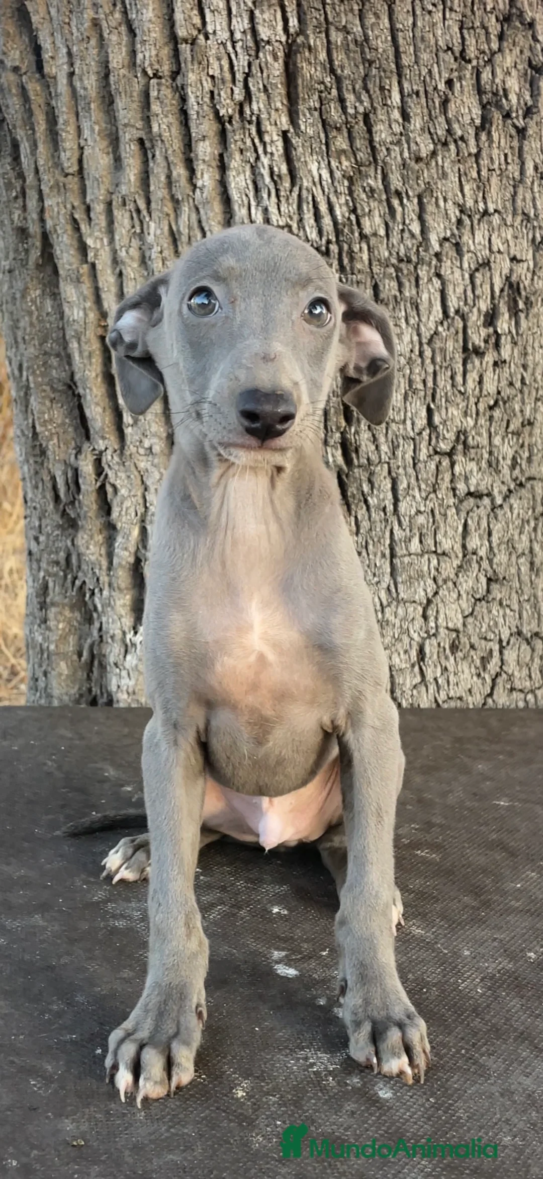 Pequeño Lebrel Italiano perros en venta: Piccolo Italiano - Anuncio 1
