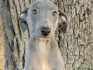Pequeño Lebrel Italiano perros Piccolo Italiano - Anuncio 1