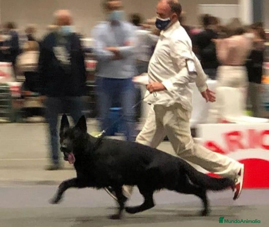 Pastor Alemán perros en venta: Pastor alemán belleza  - Anuncio 26