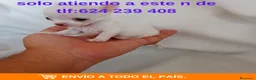 Chihuahua perros en venta: PRECIOSOS CHIHU8AHUA RUSO Y ASIÁTICO  - Anuncio 3