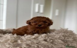 Caniche Toy perros en venta: Pequeños caniche tacita de té ☕️  - Imagen 3