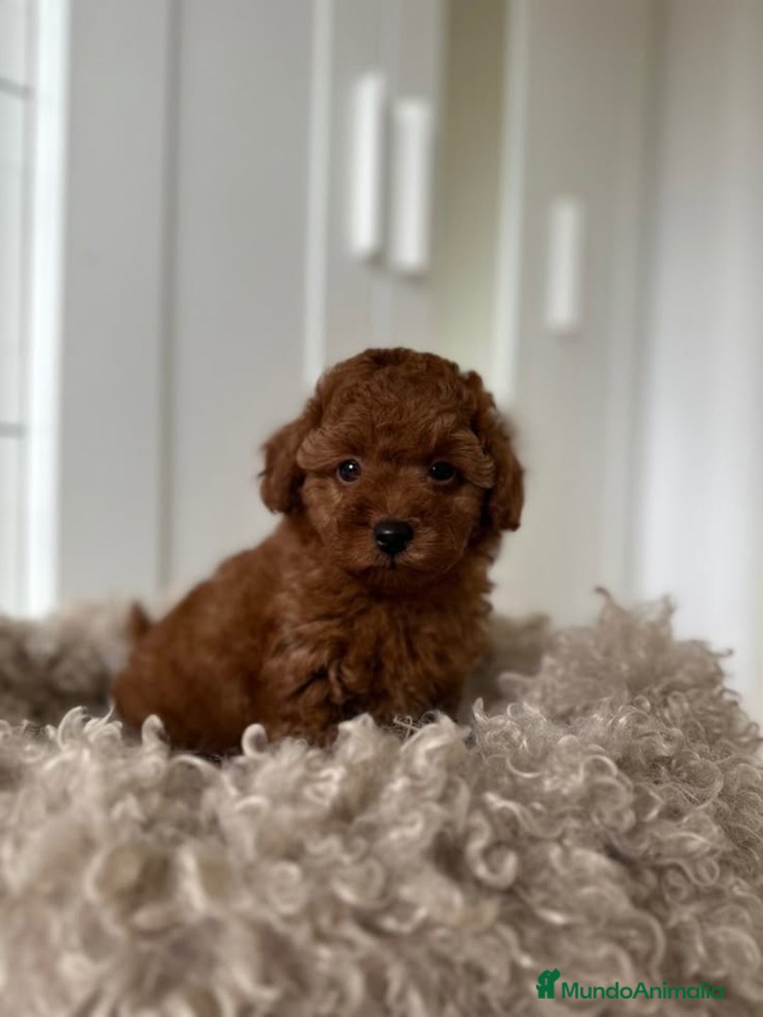 Caniche Toy perros en venta: Pequeños caniche tacita de té ☕️  - Imagen 3