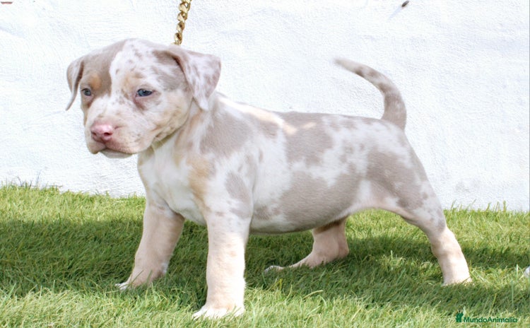 American Pit Bull Terrier perros - Anuncio 9