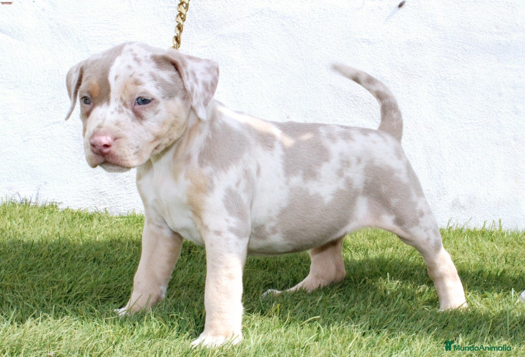 American Pit Bull Terrier perros en venta: American pitbull terrier unico en españa  - Imagen 1