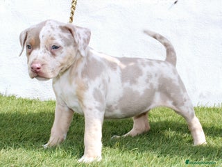 American Pit Bull Terrier perros - Anuncio 9