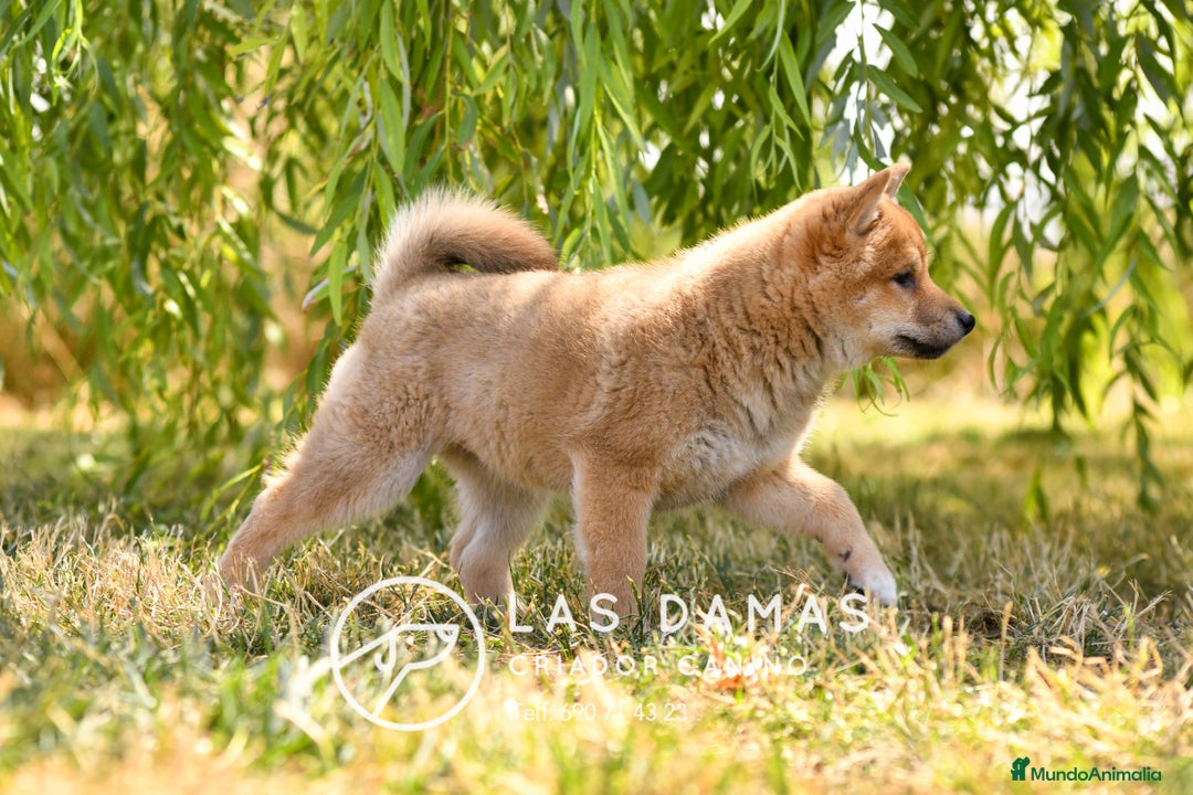 Shiba Inu perros en venta: SHIBA INU DISPONIBLES - Imagen 5
