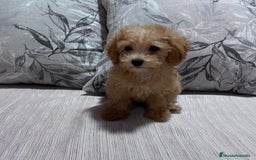 Caniche Toy perros en venta: Excelente ejemplar caniche toy - Imagen 2