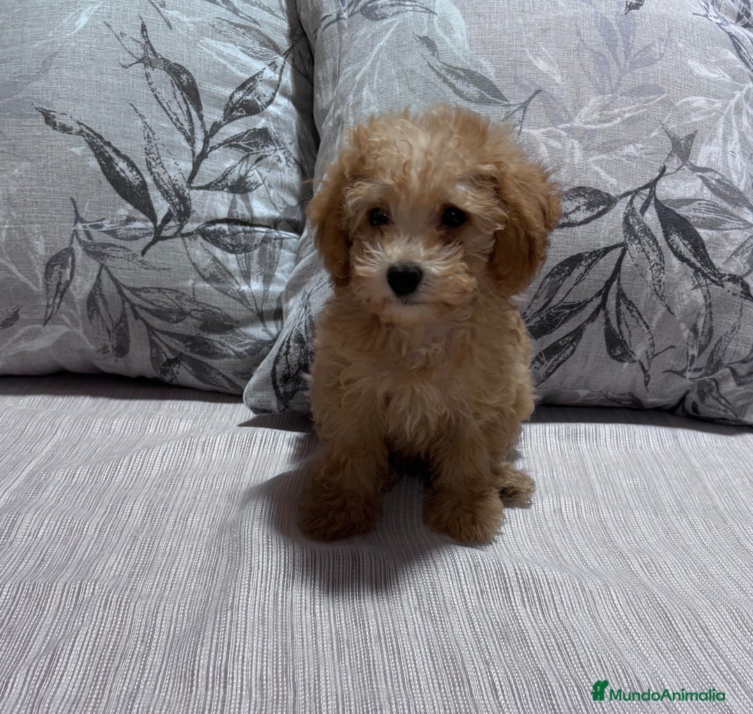 Caniche Toy perros en venta: Excelente ejemplar caniche toy - Imagen 2