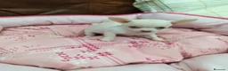 Chihuahua perros en venta: CHIHUAHUA TOY - Anuncio 3