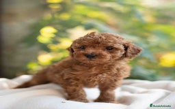 Caniche Toy perros en venta: Caniche toy hembra - Anuncio 4