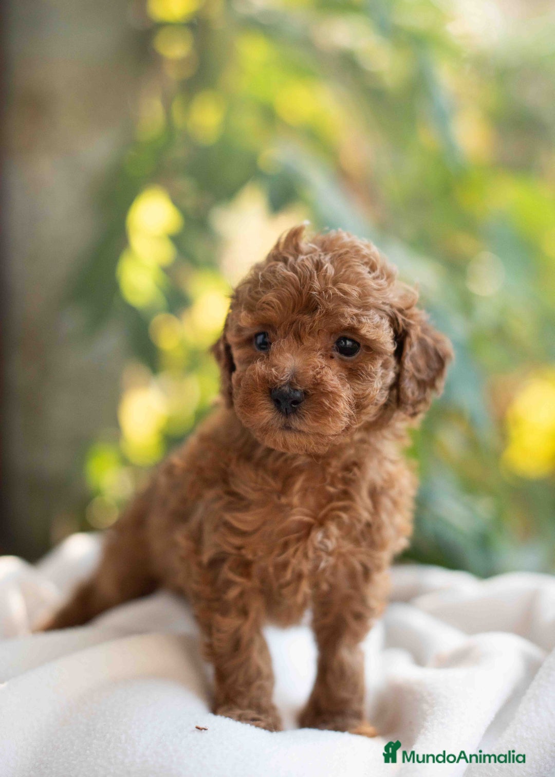 Caniche Toy perros en venta: Caniche toy hembra - Anuncio 4