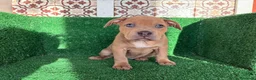 American Pit Bull Terrier perros en venta: pitbull - Anuncio 16