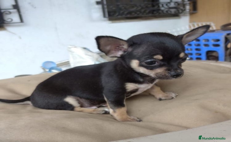 Chihuahua perros - Propaganda 3