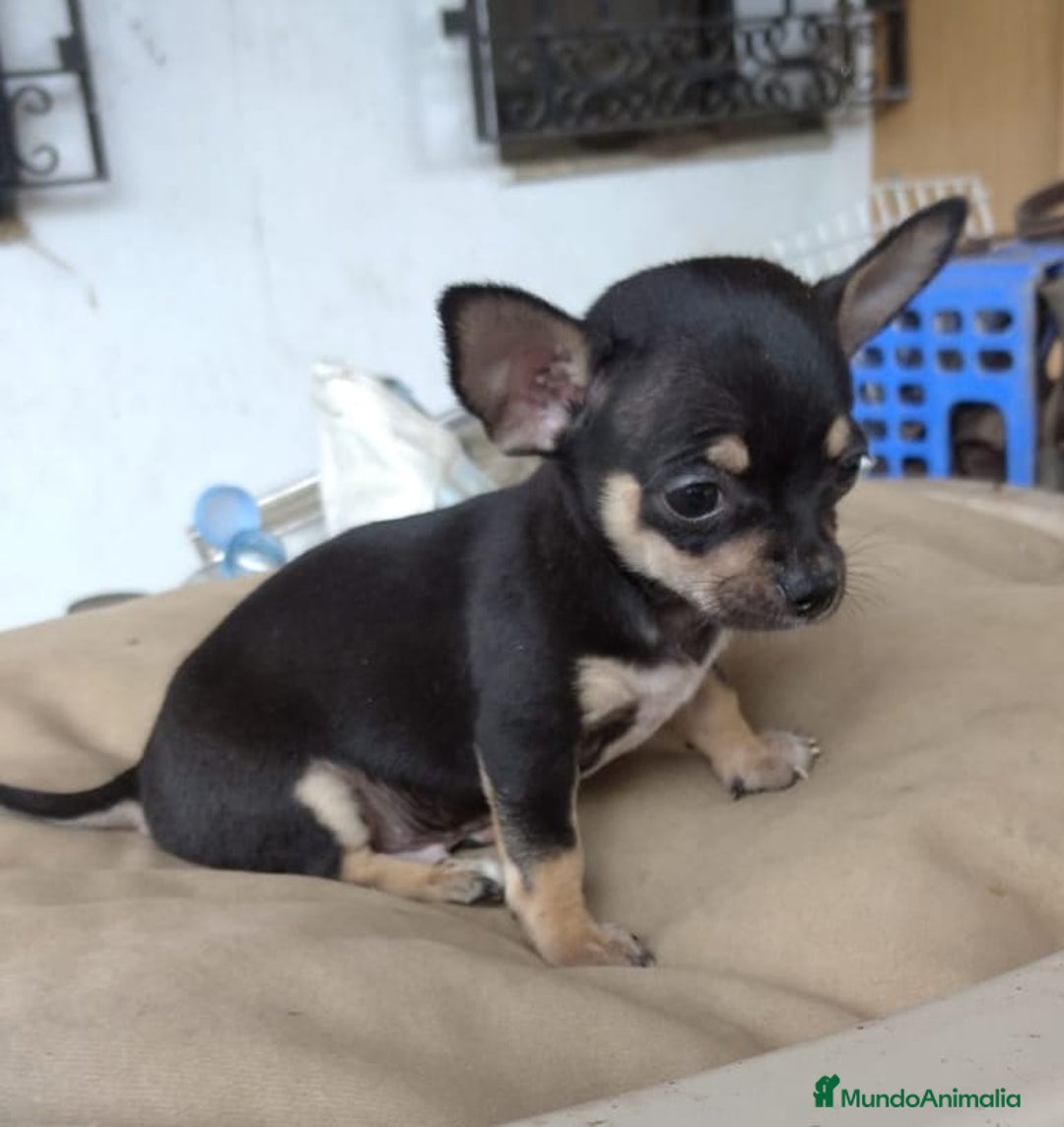 Chihuahua perros en venta: Chihuahua mini macho - Imagen 1