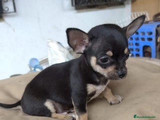 Chihuahua perros - Anuncio 34