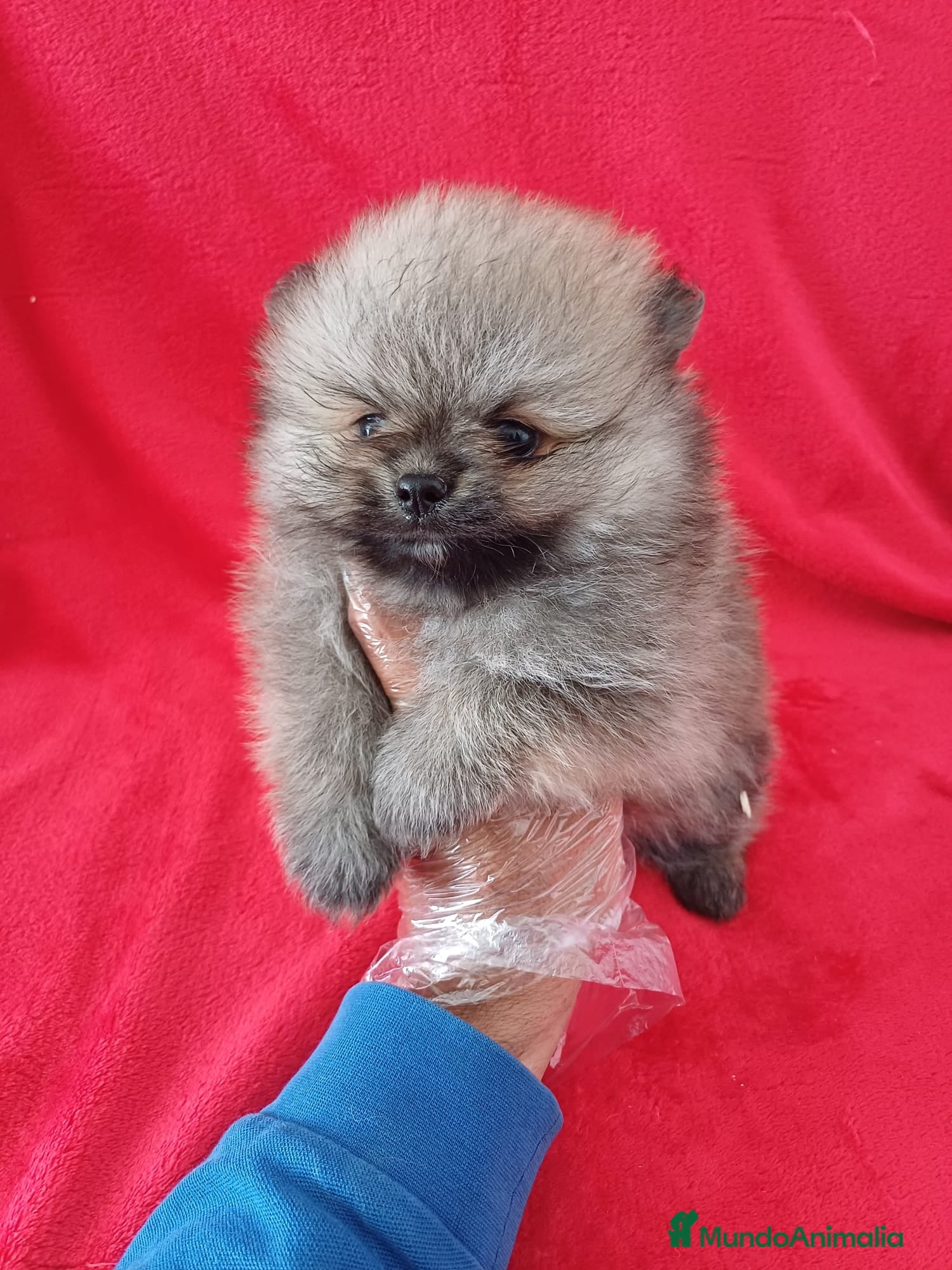 Pomerania perros Pomerania Mini Sable  - Anuncio 15