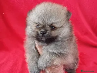 Pomerania perros Pomerania Mini Sable - Anuncio 15