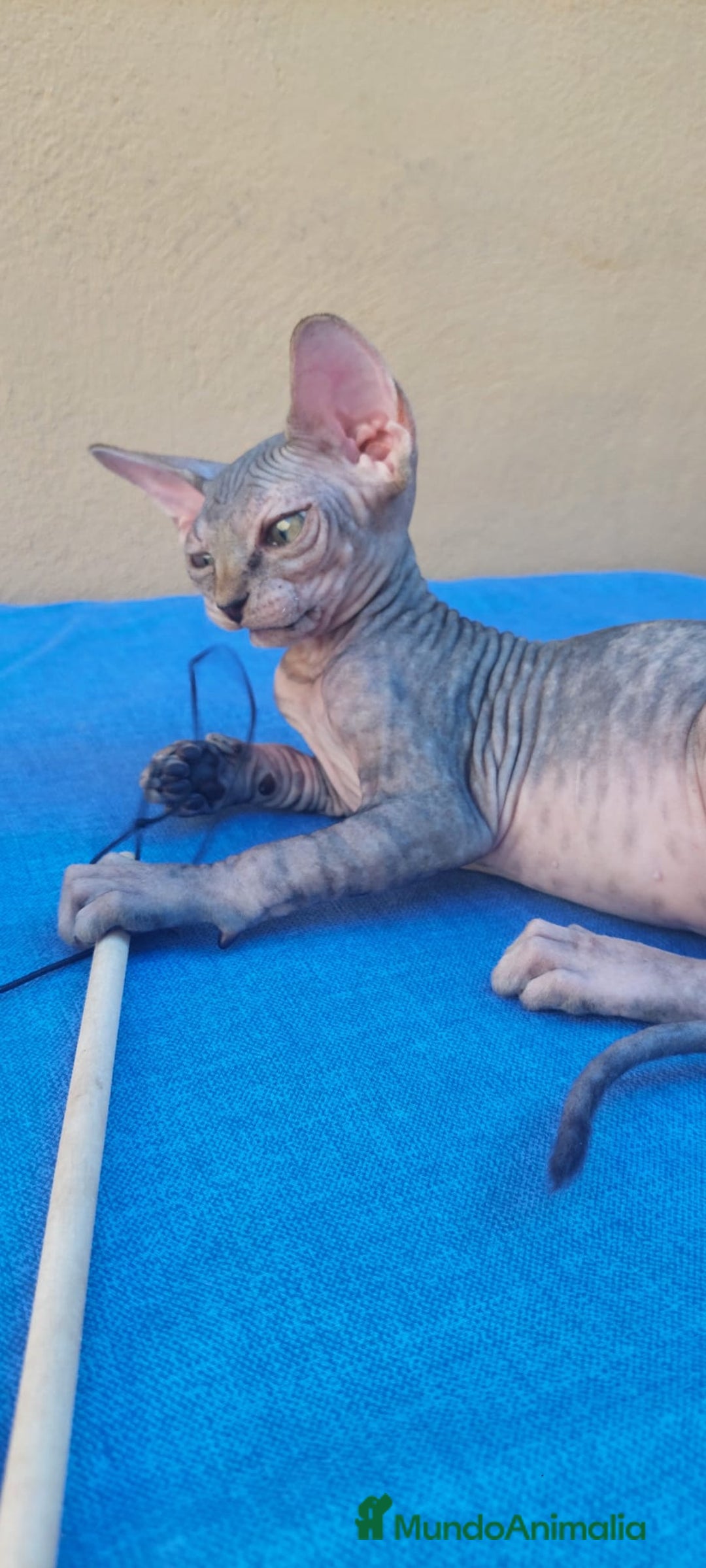 Sphynx gatos en venta: Hembrita tortuga tabby  - Imagen 8