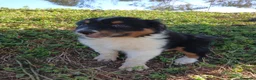 Pastor Australiano perros en venta: PASTOR AUSTRALIANO  - Anuncio 10