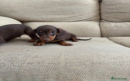 Teckel perros en venta: Teckels kaninchen  - Imagen 2