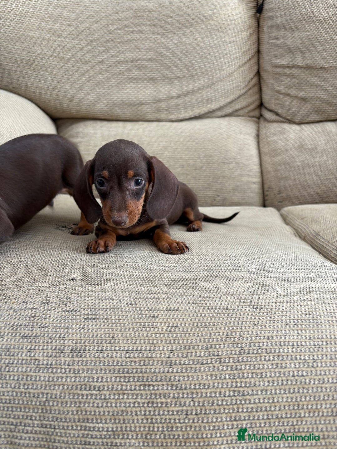 Teckel perros en venta: Teckels kaninchen  - Imagen 2