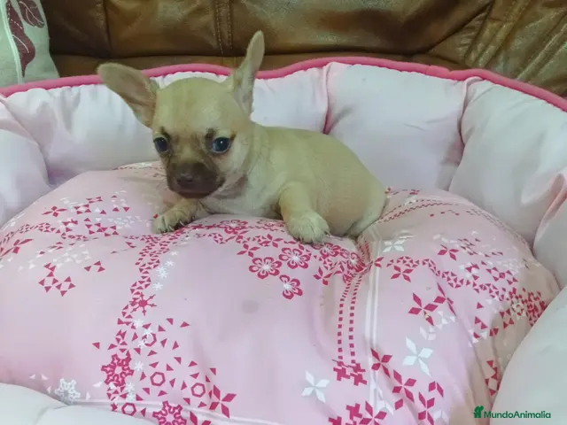 Chihuahua perros en venta: CHIHUAHUA TOY - Anuncio 1