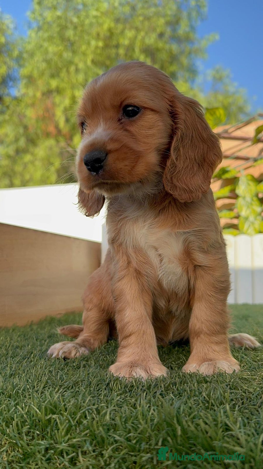 Cocker Spaniel Inglés perros en venta: COCKER SPANIEL INGLES MACHO - Imagen 15