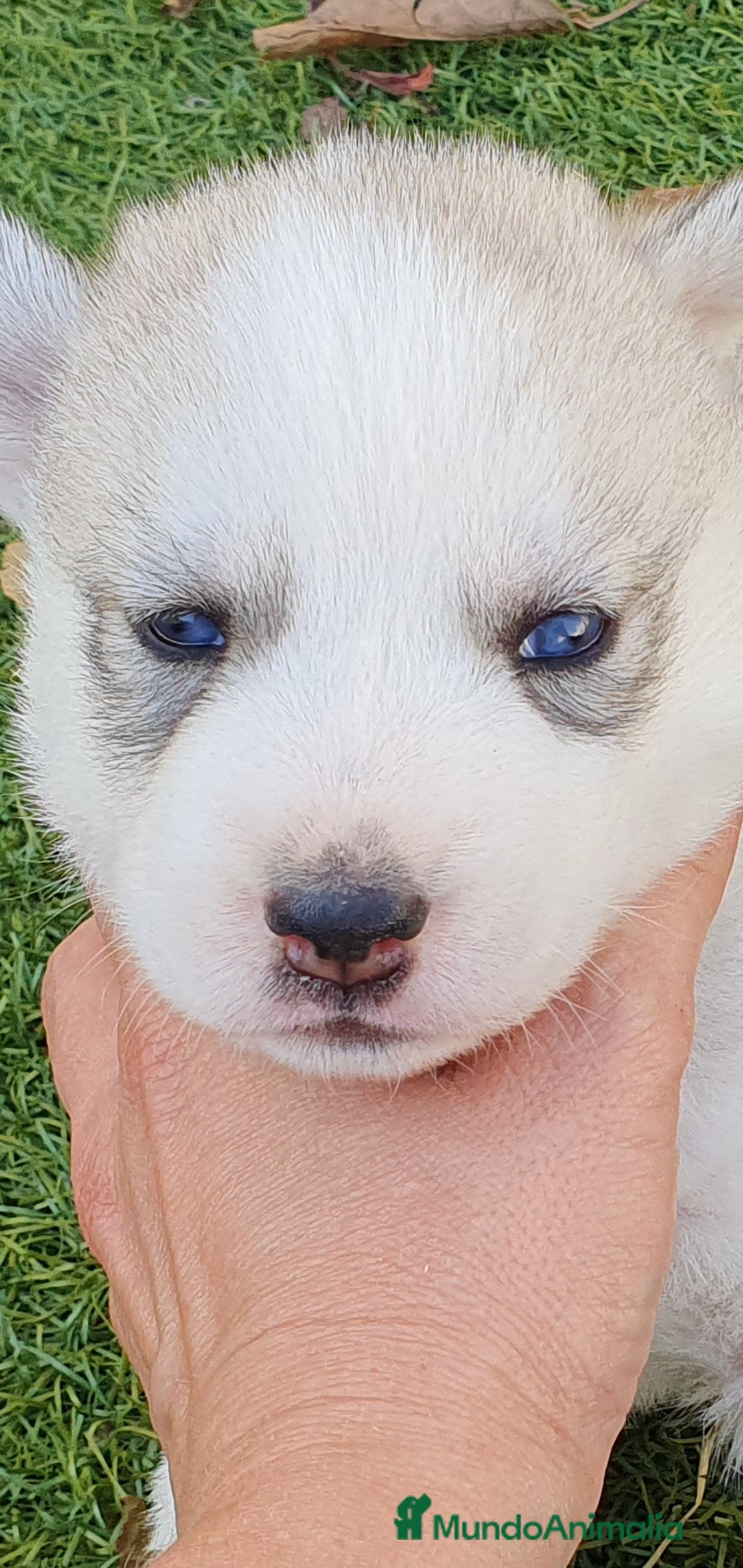 Husky Siberiano perros en venta: Cachorros Husky Siberiano  - Imagen 5