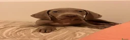 Weimaraner perros en venta: Braco de Weimar  - Anuncio 4