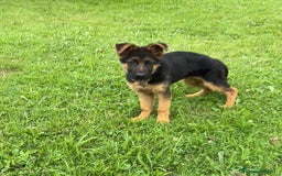 Pastor Alemán perros en venta: Macho 4 meses - Imagen 3
