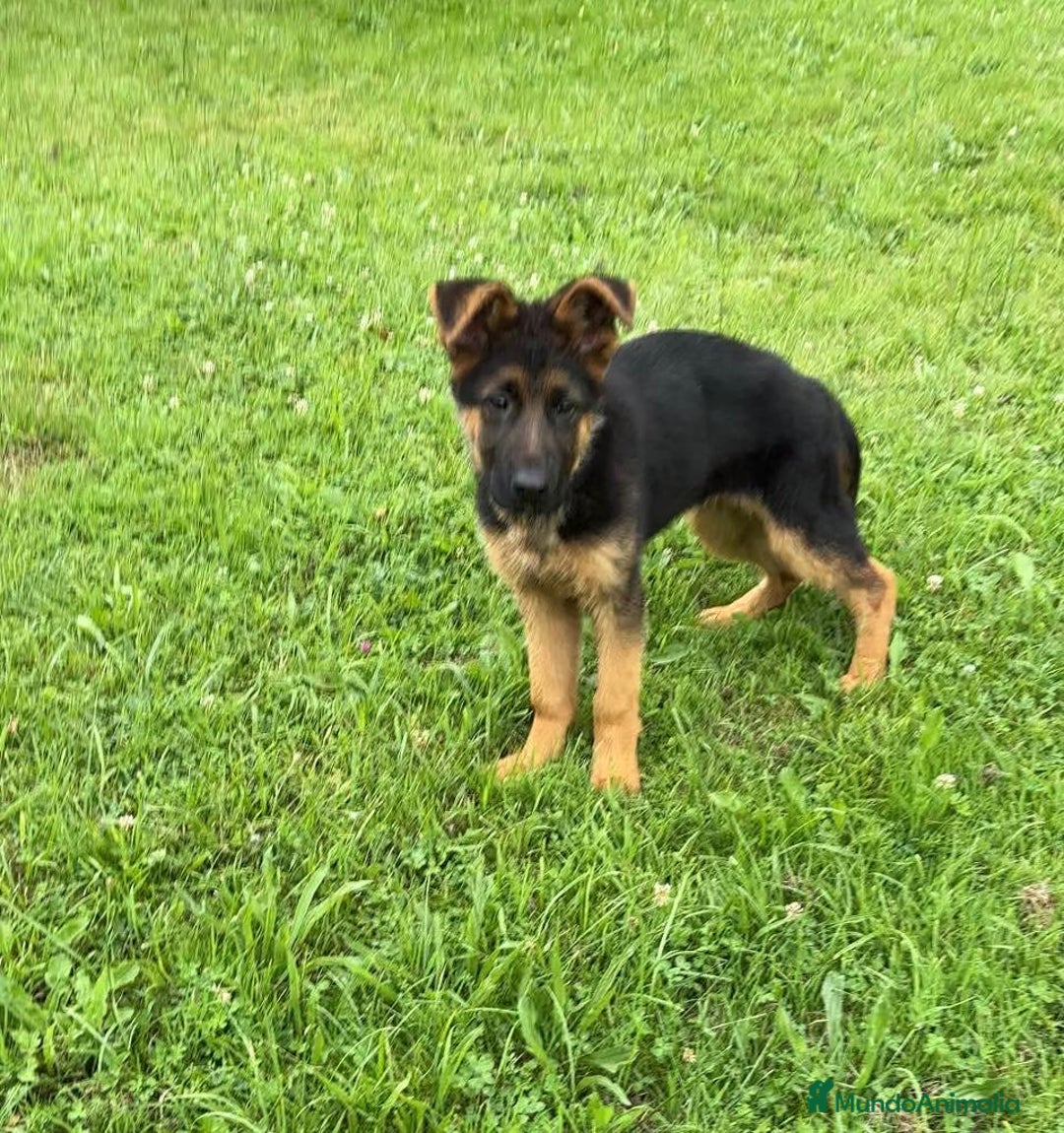 Pastor Alemán perros en venta: Macho 4 meses - Imagen 3