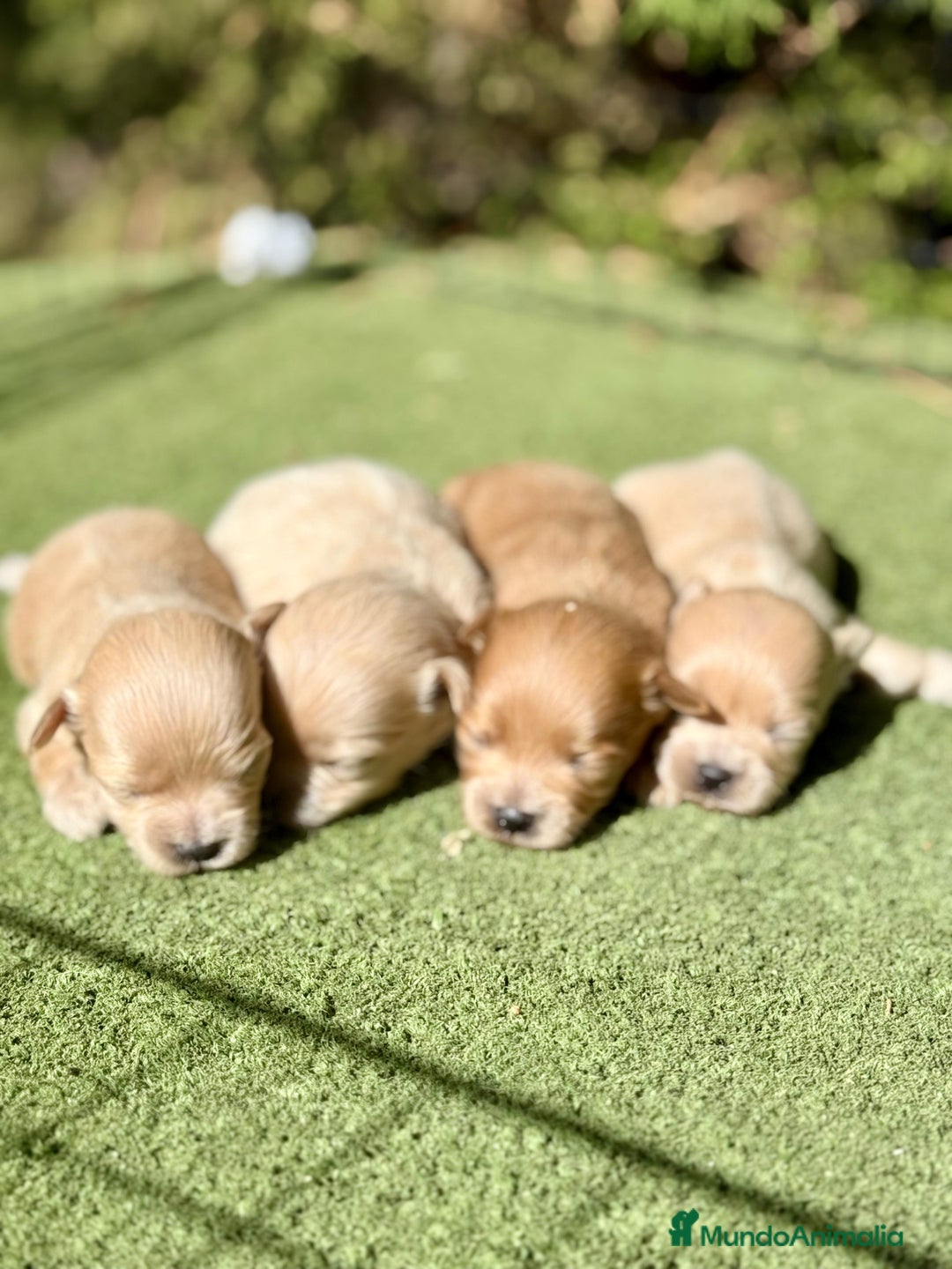 Maltipoo perros en venta: Maltipoo bebes Toy preciosos  - Imagen 1