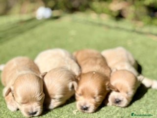 Maltipoo perros - Anuncio 21