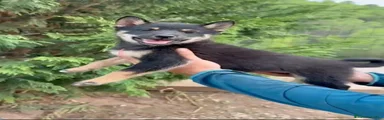 Shiba Inu 1
