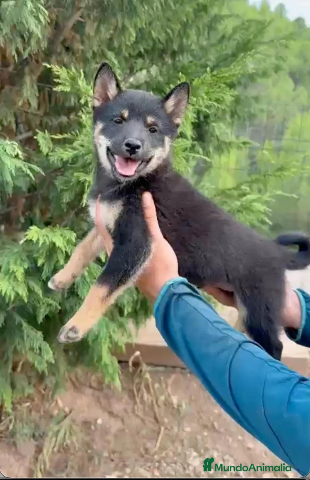 Shiba Inu perros en venta: Cachorros de Shiba Inu en Barcelona - Anuncio 1