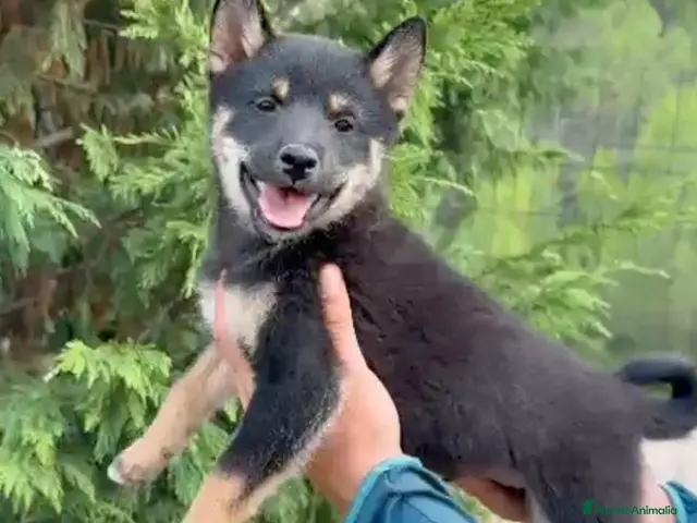 Shiba Inu perros en venta: Cachorros de Shiba Inu - Anuncio 2