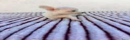 Chihuahua perros en venta: Chihuahua - Anuncio 9