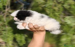 Pomerania perros en venta: Pomerania Blanco y Negro línea rusa  - Imagen 9
