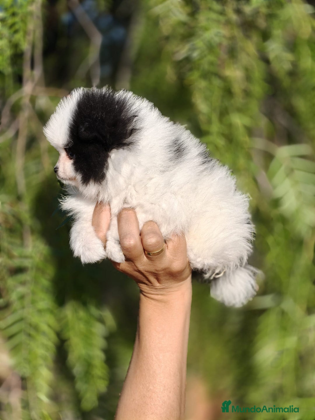 Pomerania perros en venta: Pomerania Blanco y Negro línea rusa  - Imagen 9