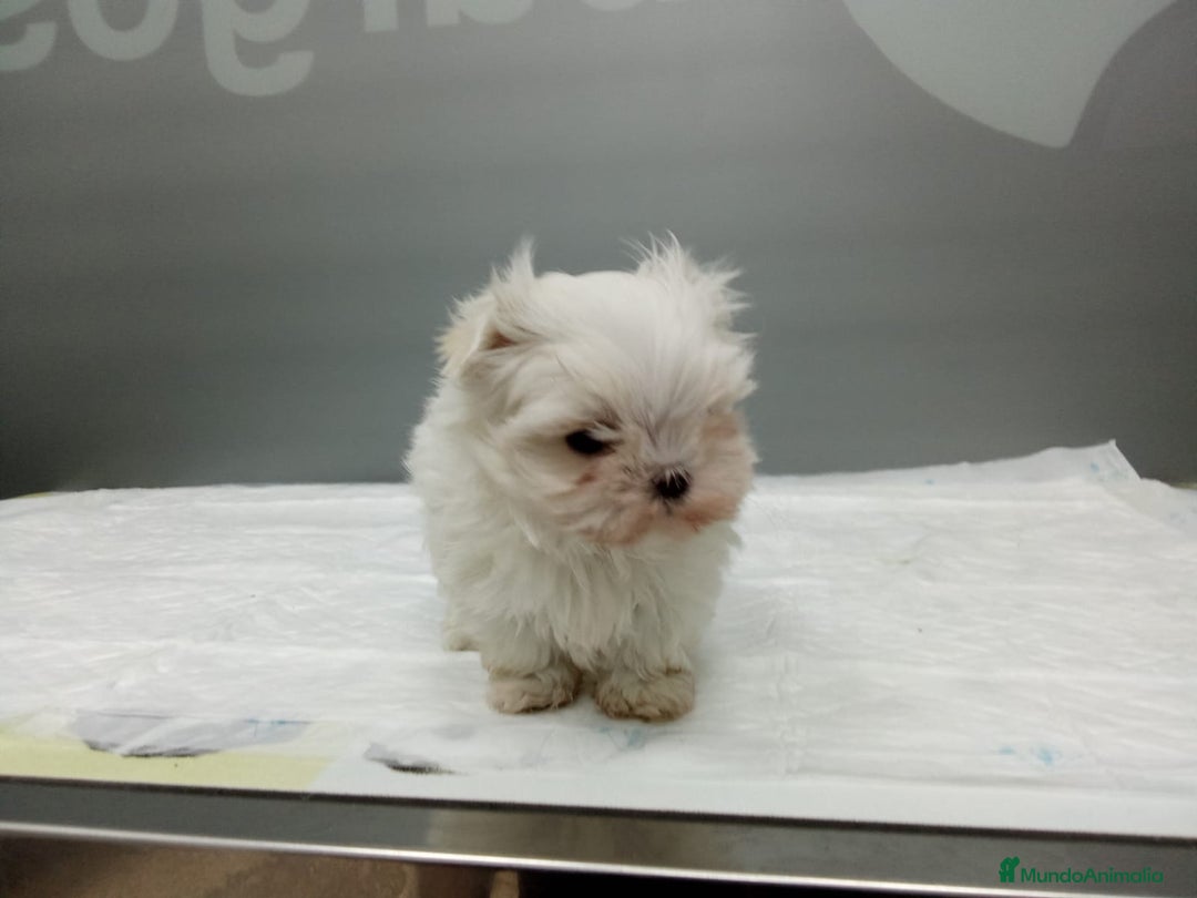 Bichón Maltés perros en venta:  BICHÓN MALTÉS LÍNEA COREANA 100% – EXCLUSIVO ✨ - Anuncio 3