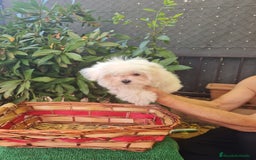Bichón Maltés perros en venta: Bichon maltes toy - Imagen 6