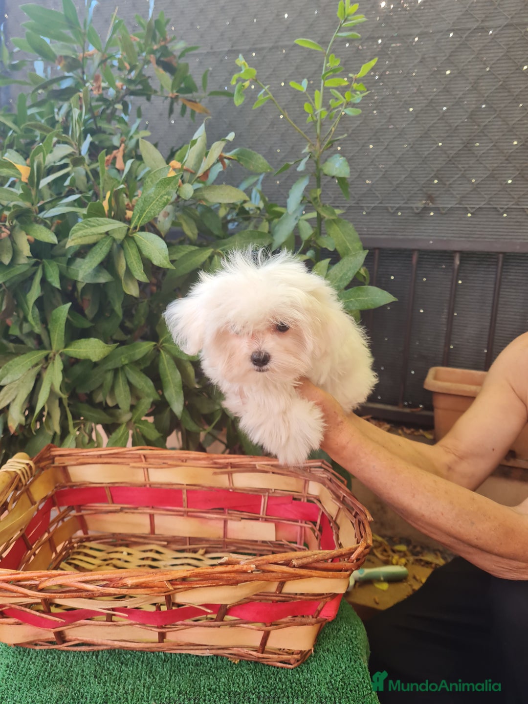 Bichón Maltés perros en venta: Bichon maltes toy - Imagen 6