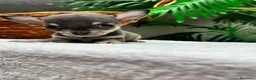 Chihuahua perros en venta: 🐾 CHIHUAHUA BLUE 🐾   - Anuncio 23
