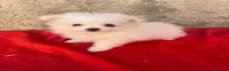 Maltipom perros en venta: OPORTUNIDAD PRECIOSO MALTIPOM - Anuncio 1