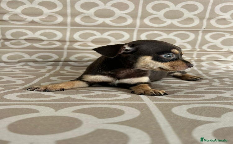 Chihuahua perros - Anuncio 1