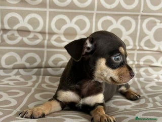 Chihuahua perros - Anuncio 23